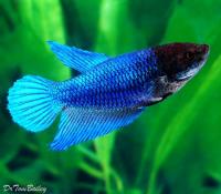 Петушок самка (курочка) Супер Дельта синяя (Betta fish female ) 3-3,5 см