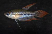 Гурами Шаллера (Trichopsis Schaller)