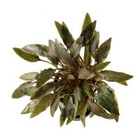 Криптокорина Вендта коричневая (Cryptocoryne-wendtii var. Brown)