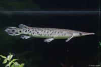 Щука Пятнистый Флоридский Панцирник (Lepisosteus oculatus) 7 м