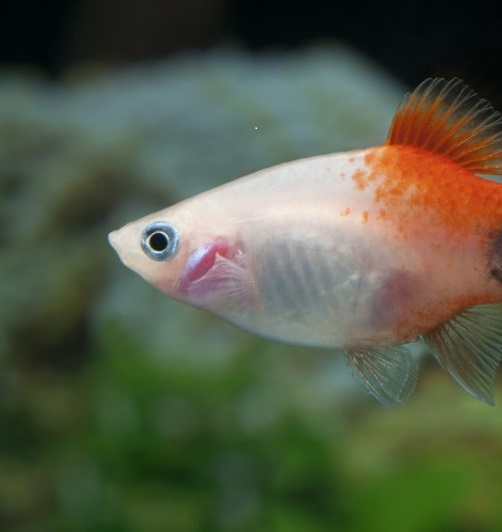 Пецилия красно белая (Xiphophorus maculatus red & white Platy)