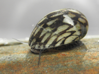 Улитка Теодоксус (водрослеед, чистильщик )