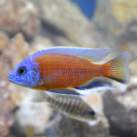 Цихлида Копадихромис Каданго (Copadichromis borleyi «Kadango»)