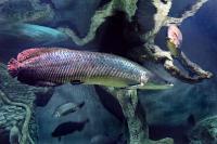 Арапаима гигантская (лат. Arapaima gigas) 10-15 см (малек)
