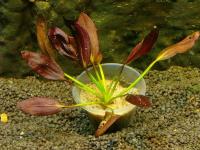 Echinodorus Aflame- Эхинодорус Афлейм  E049