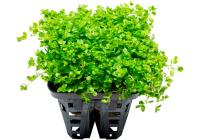 Хемиантус микрантемоидес (Hemianthus Micranthemoides)