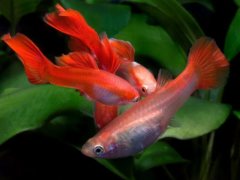 Гуппи розовый фламинго (Guppy pink flamingo)