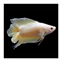 Петушок самка (курочка) Двухвостая Золотая  (Betta fish female ) 3-3,5 см