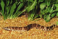 Мастацембел Элипсифера  (Mastacembelus ellipsifer ) 5-6 см