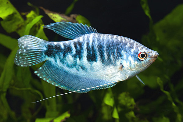 Гурами мраморный (Trichogaster trichopterus)2,5 см