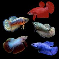 Петушок самка (курочка) Супер Дельта АССОРТИ  (Betta fish female ) 3-3,5 см