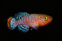Нотобранхиус Рахова (Nothobranchius rachovii) Пара (м+ж) 2 шт.