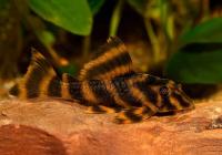 Пеколтия Рио Токантис L080 сом (Peckoltia sp. L080) 3,8 см 
