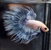 Петушок Коронохвостый Сильвер самец (betta-splendens-crown-tail-silver)