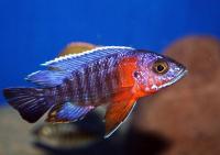 Цихлида Аулонокара красноплечий павлин (Aulonocara Hansbaenschi - Red shoulder peacock)