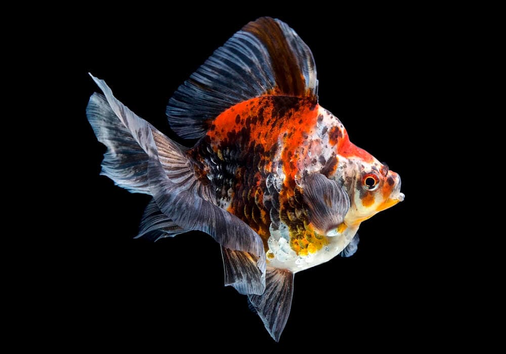 Риукин ситцевый с широким хвостом (Goldfish Ryukin calico broad tail)