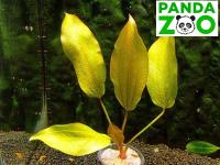 Echinodorus Obelix- Эхинодорус Обеликс E051