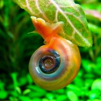 Улитка Роговая катушка – Planorbis corneus