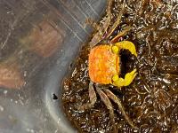 Краб Вампир Априкот САМЕЦ  (Geosesarma bicolor sp.APRIKOT male)