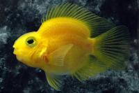Цихлида Попугай Желтый (Yellow Parrot Cichlid)