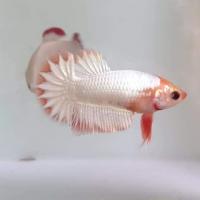 Петушок самка (курочка) Плакат White metalik (Betta fish female ) 3-3,5 см