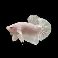 Петушок самка (курочка) Плакат Белая   (Betta fish female ) 3-3,5 см