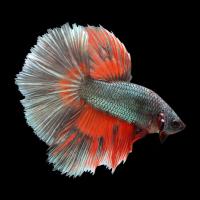 Петушок Супер Дельта красная бабочка самец (Betta-splendens-Super Delta-Red-Butterfy)