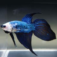 Петушок Вуалехвостый сине-черный самец (Betta-male-Veiltail-blue-dlack)