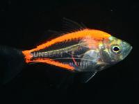 Окунь стеклянный оранжевый (Parambassis ranga orange)