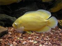 Цихлида Астронотус Лимонный  5 см  (astronotus-ocellatus Ellow)