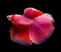 Петушок Халф Мун розовый самец( Betta male Halfmoon pink)