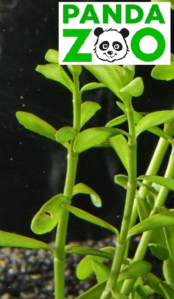 Bacopa monnieri 'Compact’ - Бакопа компакт  L306