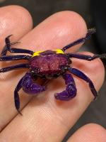 Краб Вампир Триколор  САМЕЦ   (Geosesarma bicolor sp. Yellow  female)