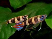 Эпиплатис факельный (лат. Epiplatys annulatus)