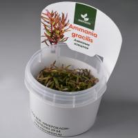 Аммания Изящная меристемная (Ammannia gracilis)
