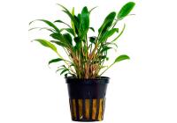 Криптокорина блестящая Люценс (Cryptocoryne lucens)
