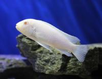 Цихлида Снежный принц (Pseudotropheus socolofi albino) Псевдотрофеус соколофа альбино 4-6 см