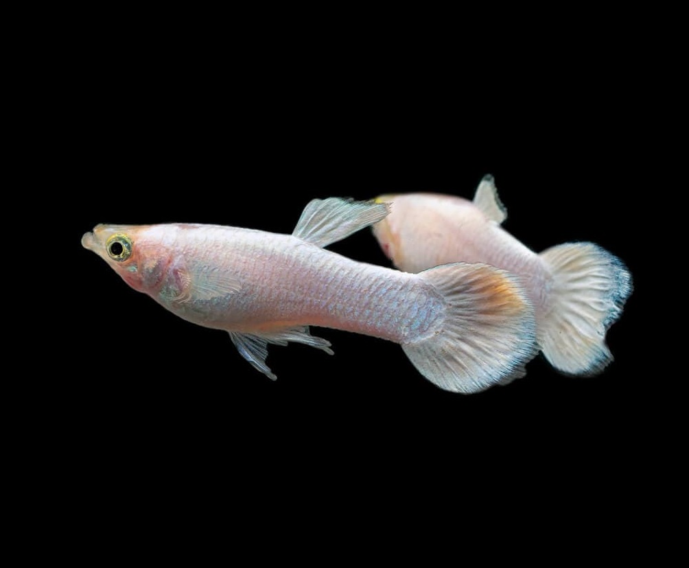 Гуппи снежный цветок (Guppy Snow Flower)
