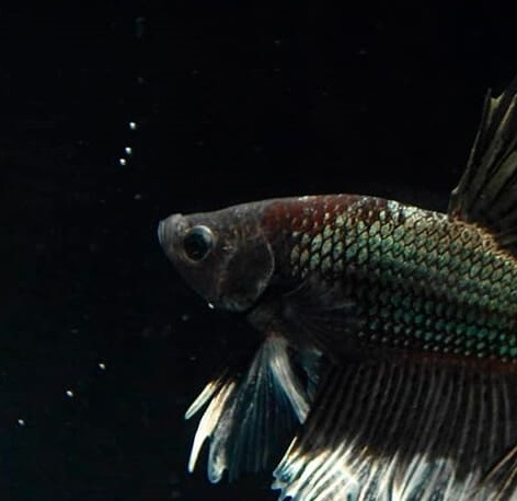 Петушок Халф Мун черный дракон бабочка самец (Betta splendens Halfmoon black dragon Butterfly)