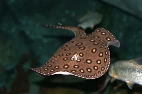 Скат Моторо (Potamotrygon motoro)  25-30 см (по мантии)