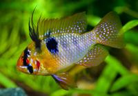 Цихлида Апистограмма Рамирези (apistogramma ramirezi) 3 см