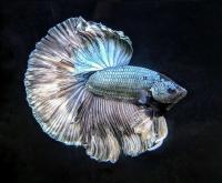 Петушок Халф Мун медный самец (Betta male Halfmoon Copper)