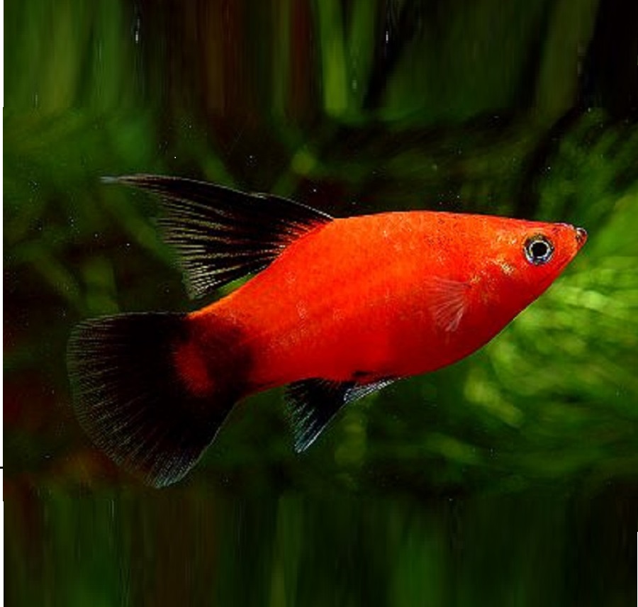 Пецилия красная чернохвостая высокоплавничная (Xiphophorus maculatus red black tail sailfin)