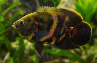 Цихлида Астронотус тигровый 5-6 см (astronotus-ocellatus)