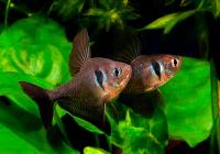 Тетра орнатус Черный (Hyphessobrycon megalopterus) или черный фантом