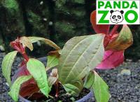 Ациотис ацуминифолия ( Aciotis acuminifolia)