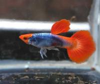 Гуппи Кои красная шапочка  (Guppy Koi RED Tuxedo) САМЕЦ