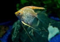 Скалярия Белая бриллиантовая (pterophyllum diamond)