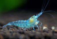 Креветка "Небесная Жемчужина" (Neocaridina Blue Pearl)