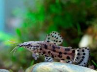 Торакатум (Hoplosternum thoracatum) Таракатум сом
